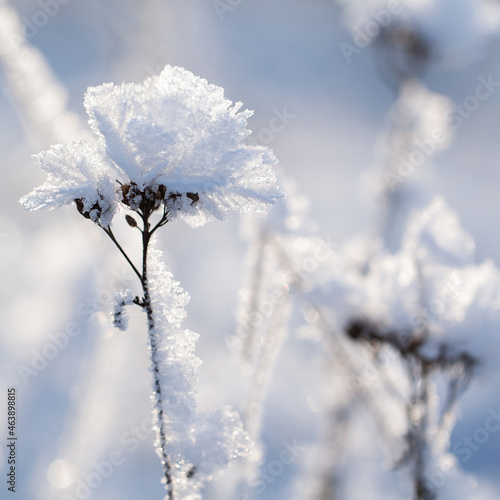 dry wild flowers in snowy frost in a sunny winter field