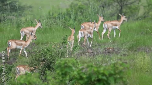 The Blackbucks forms three types of small groups, females,males,and bachelor herds.female blackbuck group in green habitat looks wonderful. photo