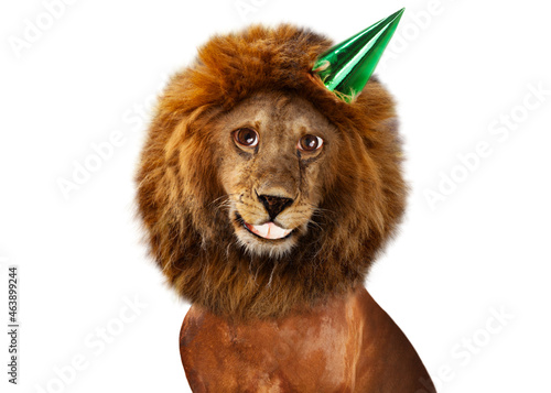 Fototapeta Naklejka Na Ścianę i Meble -  Smiling lion with birthday cap on the head