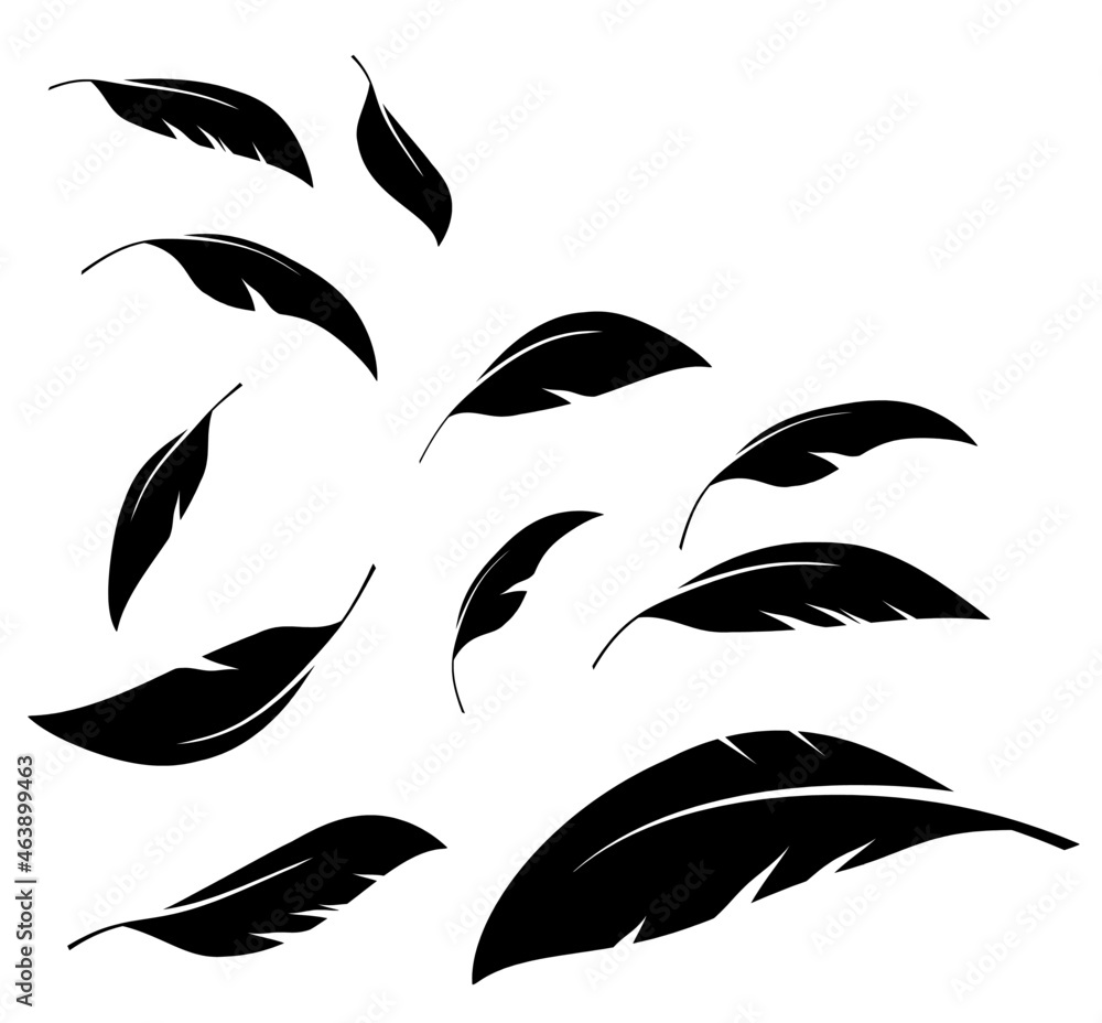 Flock of black feathers falling isolated on white background. Vector