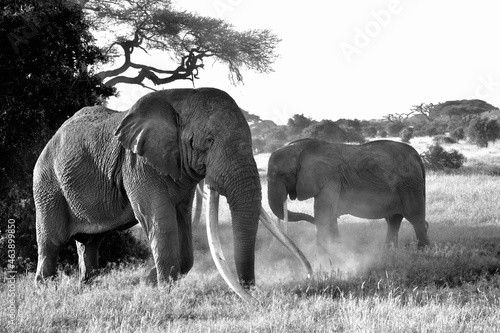 Photography elephants in the wild