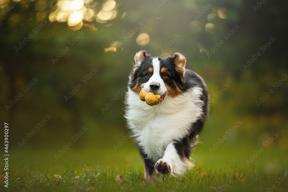 australian shepherd dog running with toy in green sunset nature