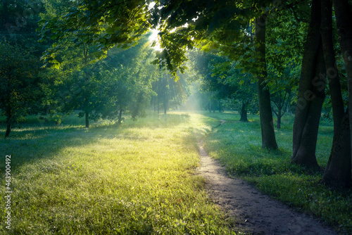 Fototapeta Naklejka Na Ścianę i Meble -  The road in the city park in the early morning. The rays of the bright sun shine through the green trees.