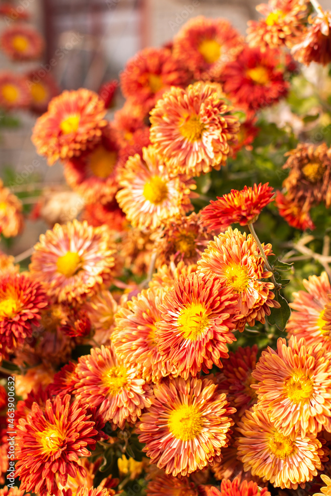 Bush of beautiful autumn flowers of chrysanthemums in the garden close-up Bush of beautiful autumn flowers of chrysanthemums in the garden close-up