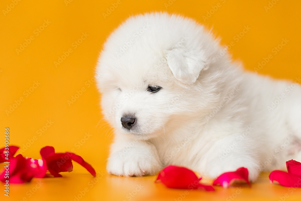 samoyed puppy dog with red rose petals on yellow background