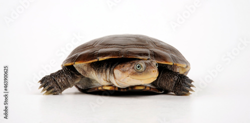 Schwarze Pelomedusenschildkröte // West African Black Forest Turtle (Pelusios niger) photo