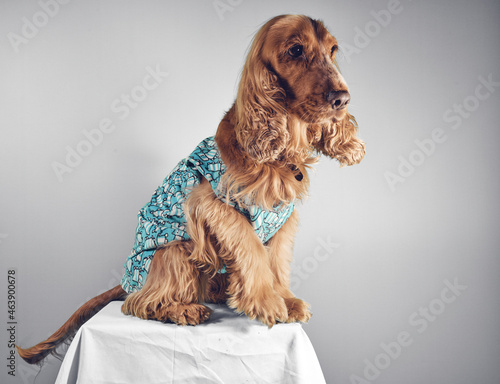 Obraz na płótnie Cocker spaniel dog with clothes