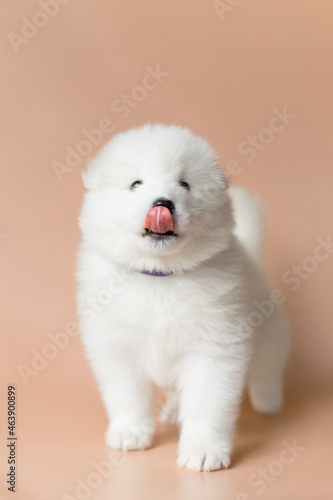 samoyed puppy dog on beige background shows his tongue