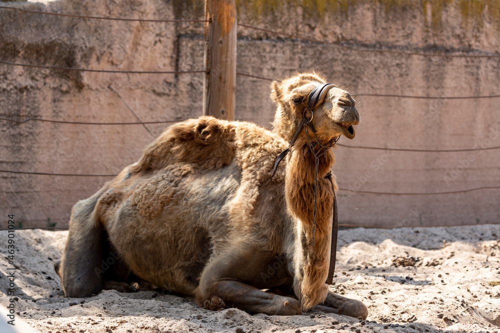 Camel sleeping on the sand with closed eyes. Portrait of a tired ...