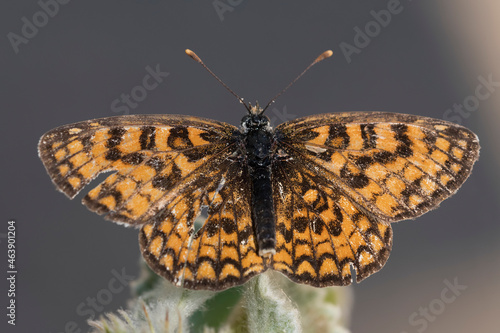 Day butterfly perched on flower, Melitaea celadussa photo