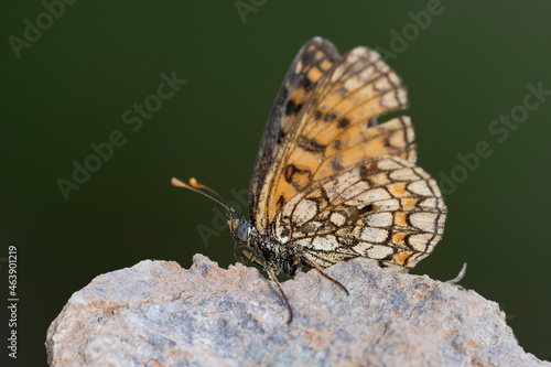 Day butterfly perched on flower, Melitaea celadussa photo