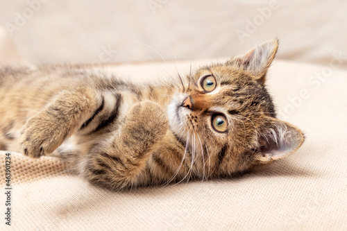 A small playful striped kitten is lying on the floor. Kitten is playing, interesting animals
