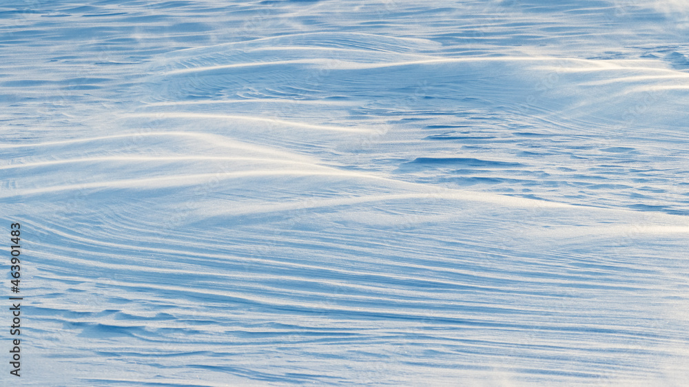 Snowy background, snow-covered wavy surface of the earth after a blizzard in the morning in the sunlight Snowy background, snow-covered wavy surface of the earth after a blizzard in the morning in the sunlight