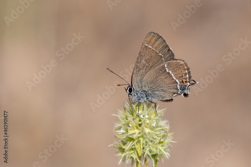 Day butterfly perched on flower. Neozephyrus quercus. photo