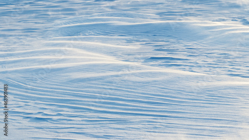 Snowy background, snow-covered wavy surface of the earth after a blizzard in the morning in the sunlight