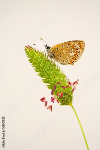 Day butterfly perched on flower, Polymmatus Celina photo