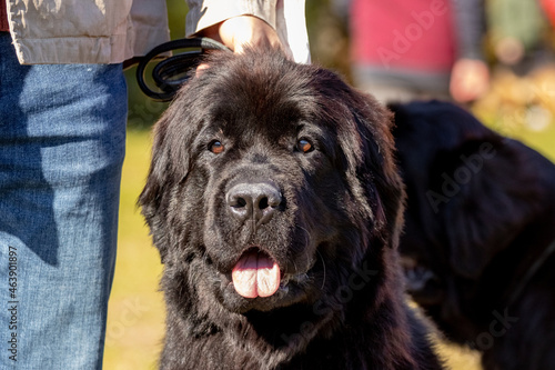 Big black dog breed Newfoundland close up near his owner