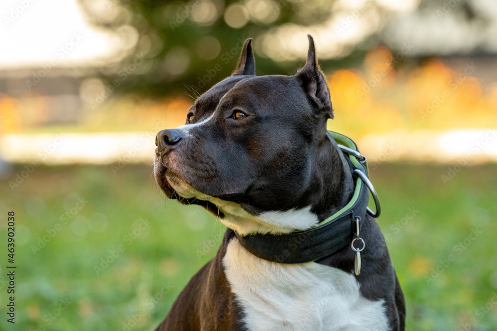 Portrait of Amstaff dog, American Staffordshire Terrier, close up outdoors