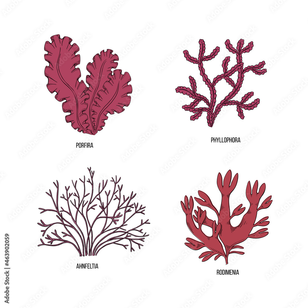 Algae Drawable Sketch brown algae on white backdrop. Vector drawing illustration. Line ...