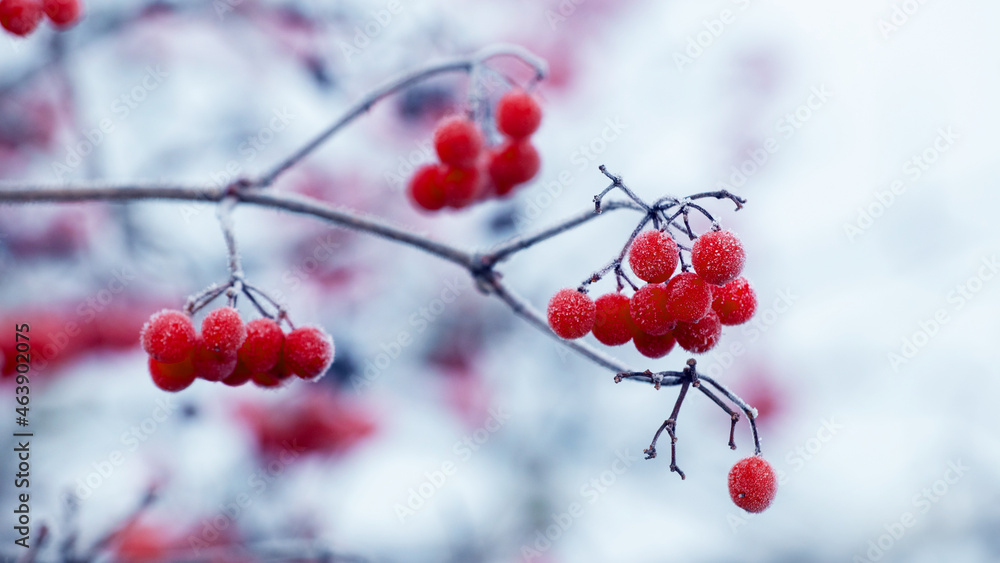 Viburnum bush with frost-covered red berries and branches Viburnum bush with frost-covered red berries and branches