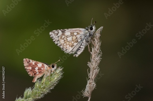 Day butterfly perched on flower, Spialia sp y Pyrgus carthami photo