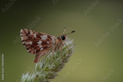 Day butterfly perched on flower, Spialia sp photo