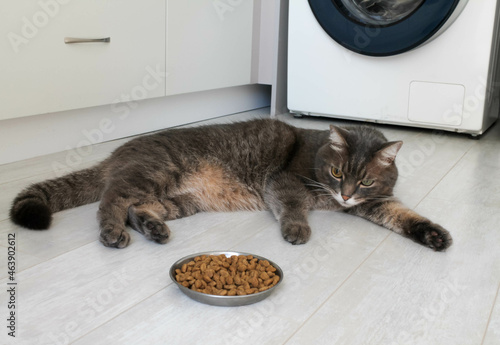 A domestic gray cat with different eyes refuses to eat dry food. The cat is lying next to his bowl on the white floor. Poor-quality cat food, feline diseases and poor appetite.