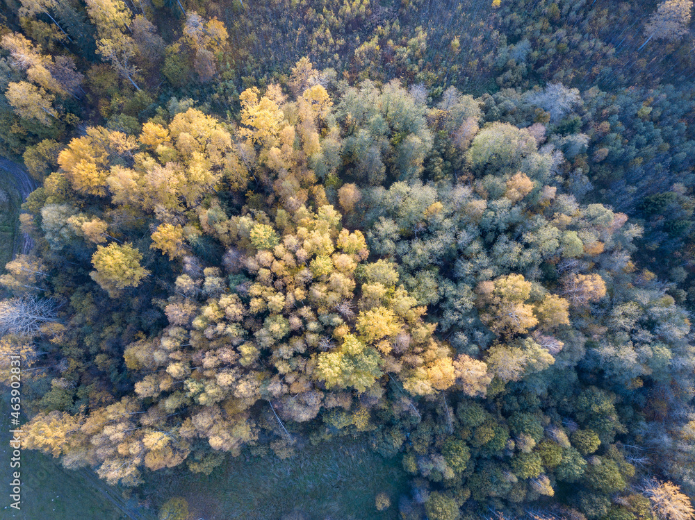 Fototapeta premium autumn forest view from drone camera