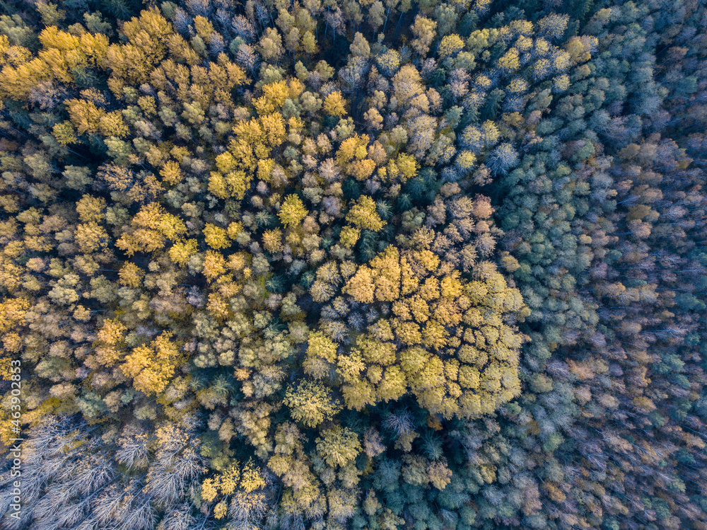 autumn forest view from drone camera autumn forest view from drone camera