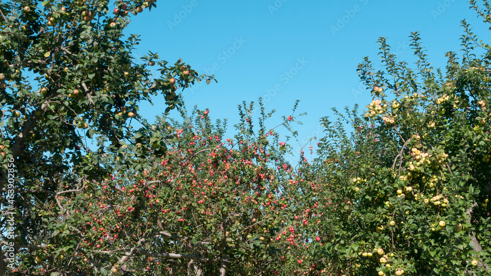 Manzanas en ramas de manzanos en huerta Manzanas en ramas de manzanos en huerta