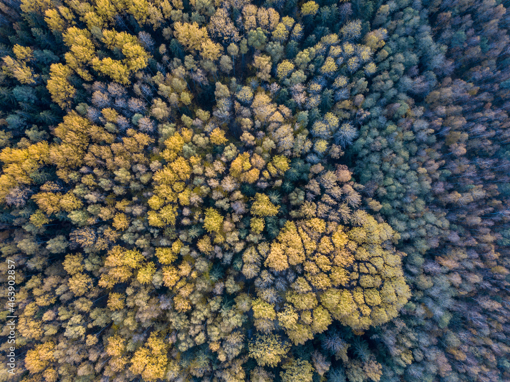 autumn forest view from drone camera autumn forest view from drone camera