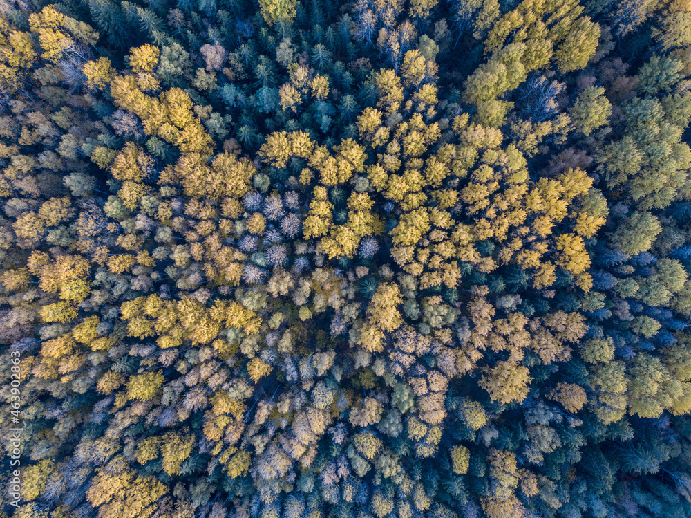 autumn forest view from drone camera autumn forest view from drone camera