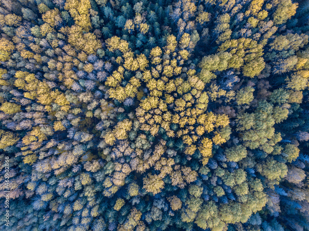 autumn forest view from drone camera