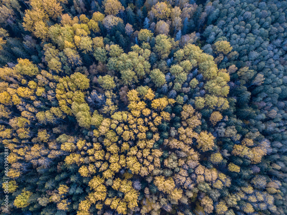 autumn forest view from drone camera autumn forest view from drone camera