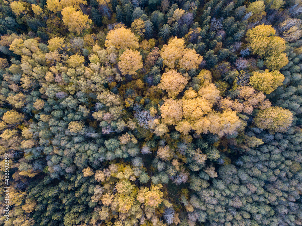 autumn forest view from drone camera autumn forest view from drone camera