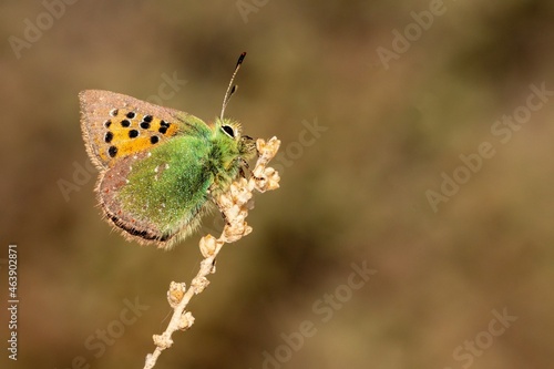 Day butterfly perched on flower, Tomares ballus photo