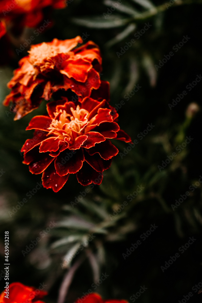 Awesome photography with flower in my garden in autumn view Awesome photography with flower in my garden in autumn view