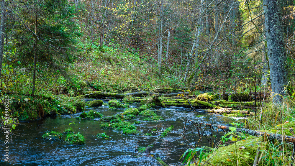 wild forest river stream in autumn woodland covered with old tree trunks wild forest river stream in autumn woodland covered with old tree trunks