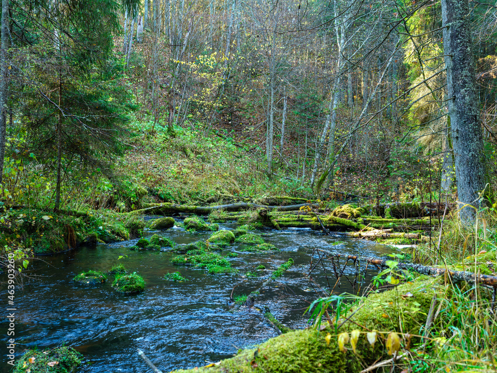wild forest river stream in autumn woodland covered with old tree trunks wild forest river stream in autumn woodland covered with old tree trunks