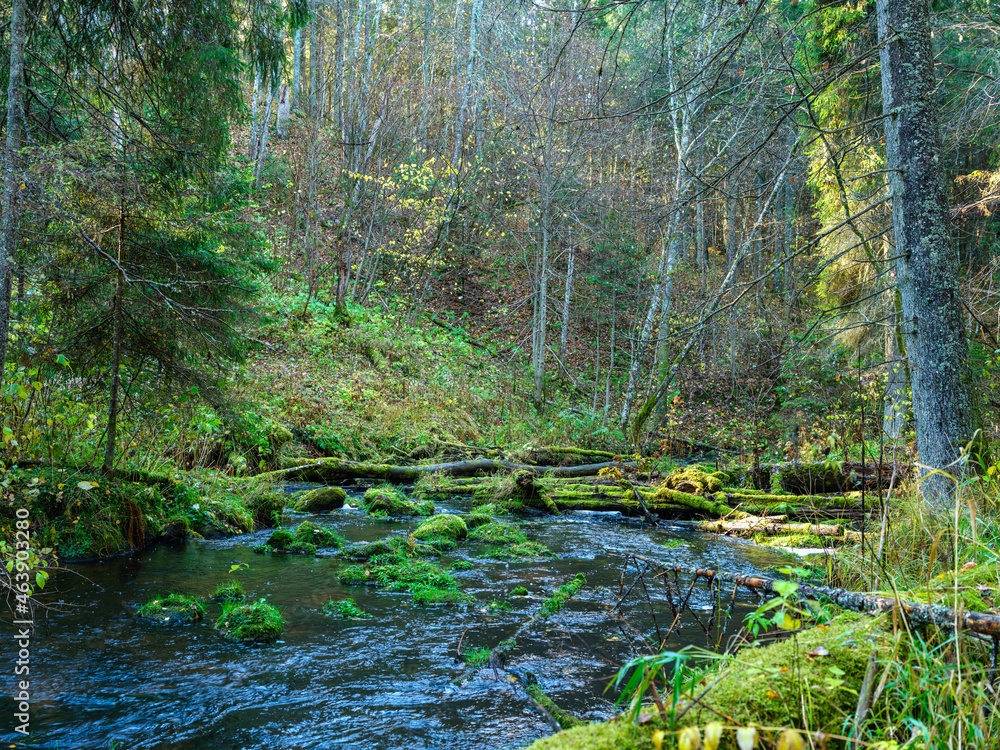 wild forest river stream in autumn woodland covered with old tree trunks wild forest river stream in autumn woodland covered with old tree trunks