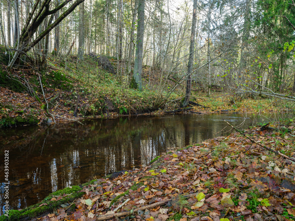 wild forest river stream in autumn woodland covered with old tree trunks wild forest river stream in autumn woodland covered with old tree trunks