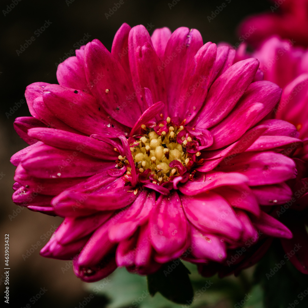 Awesome photography with flower in my garden in autumn view Awesome photography with flower in my garden in autumn view