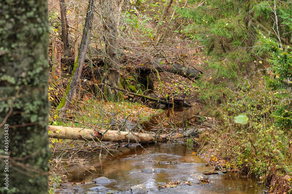 wild forest river stream in autumn woodland covered with old tree trunks wild forest river stream in autumn woodland covered with old tree trunks