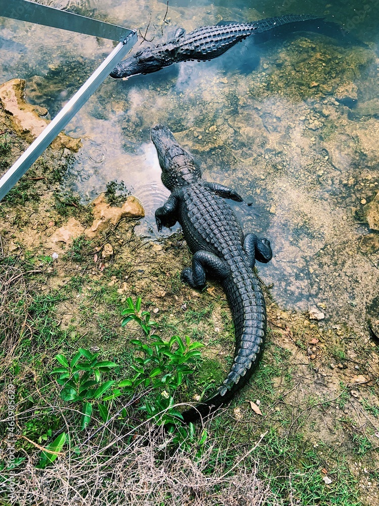 Fototapeta premium crocodile in the sea