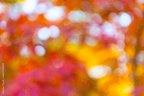 autumn defocused nature. blur backdrop of fall leaves. unfocus colorful season.