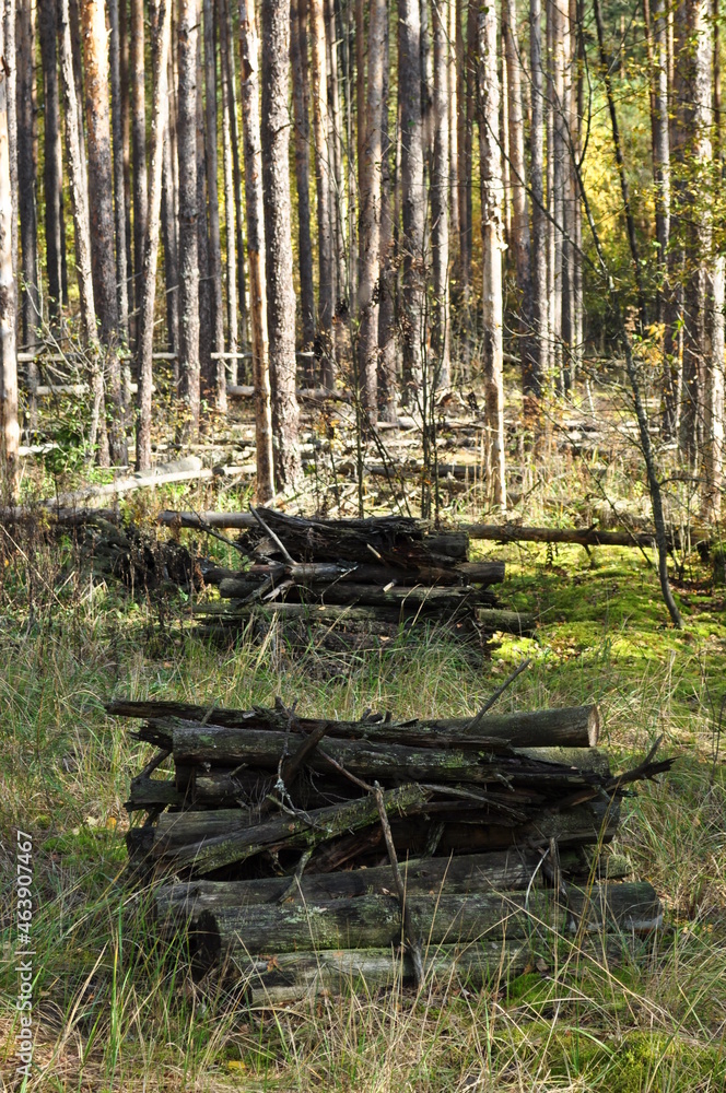 Felled tree trunks in a clearing. The trunks are stacked on top of each other. Young trunks of pine trees. Background, wood texture. Felled tree trunks in a clearing. The trunks are stacked on top of each other. Young trunks of pine trees. Background, wood texture.