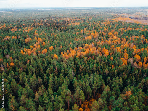 Aerial shot of fall forest. Autumn forest with yellow trees. Colourful autmn forest from above.