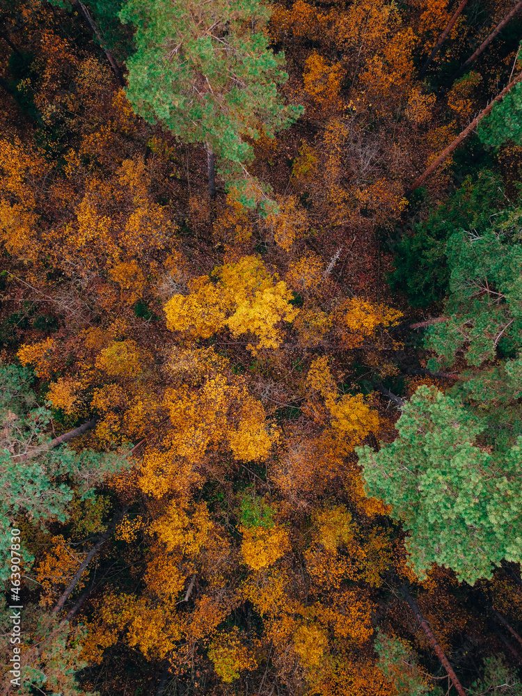 Aerial shot of fall forest. Autumn forest with yellow trees. Colourful autmn forest from above. Aerial shot of fall forest. Autumn forest with yellow trees. Colourful autmn forest from above.