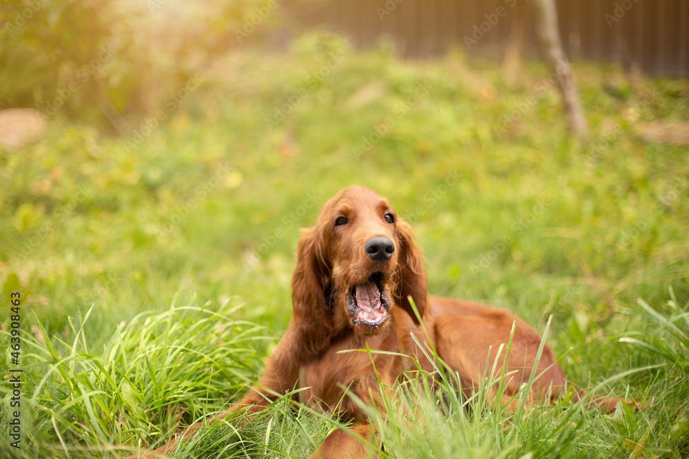 Young three month old Irish Setter puppy close-up in the grass