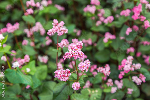 Red buckwheat flowers on the field. Buckwheat field on a summer sunny day. 